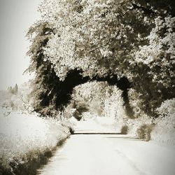 Road passing through trees