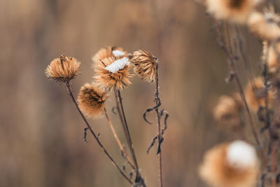 Close-up of wilted flowers