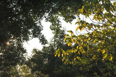 Low angle view of trees against sky