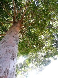 Low angle view of trees against sky