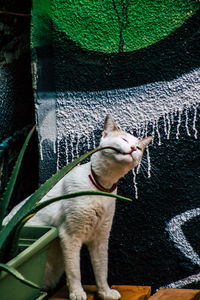 High angle view of cat sitting on plant