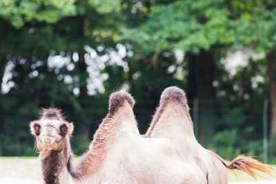 Close-up of animal against blurred background