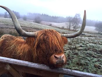 Close-up of english long horn cow by pen