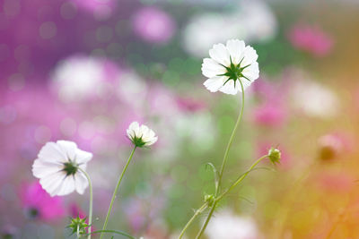 Close-up of pink cosmos flowers