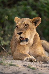 Close-up of lioness