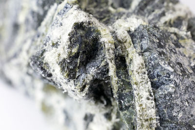 Close-up of lichen on rock