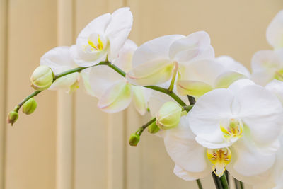 Close up of blooming white phalaenopsis or moth dendrobium orchid flower.