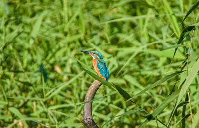 Close-up of bird perching on branch