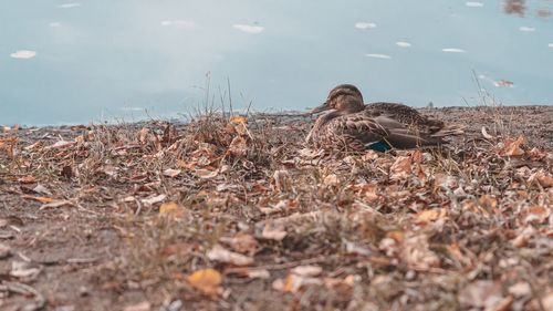 Close-up of dry leaves on field