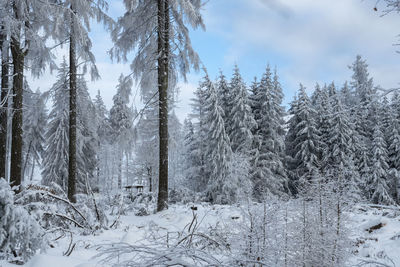 Snow covered trees in forest