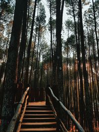 Low angle view of staircase in forest