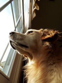 Close-up of dog looking through window at home