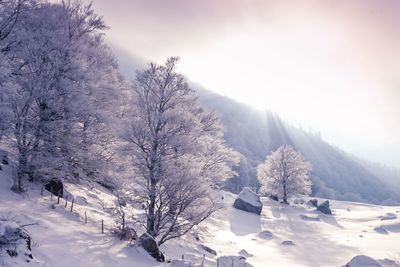 Trees on snow covered land against sky