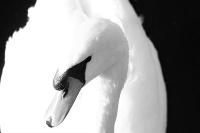 Close-up of swan swimming on lake