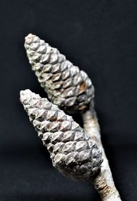 Close-up of dry leaf on table against black background