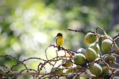 Bird perching on a tree