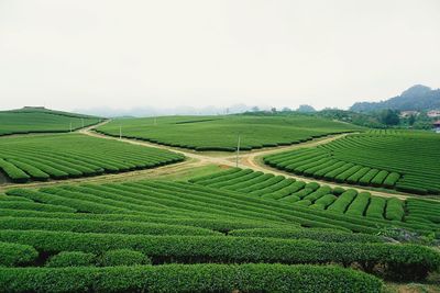 Tea plantation in vietnam