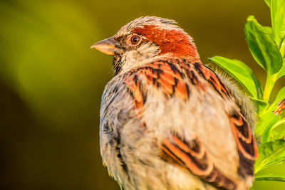 Close-up of a bird