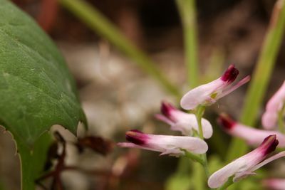 Close-up of pink flowering plant
