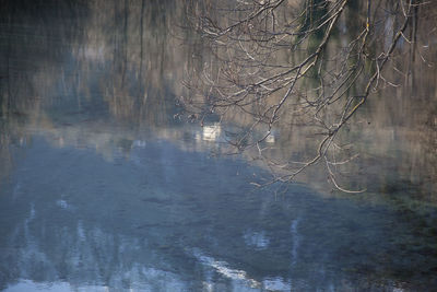 Reflection of bare trees in water