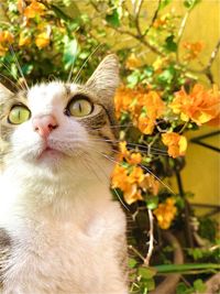 Close-up portrait of a cat