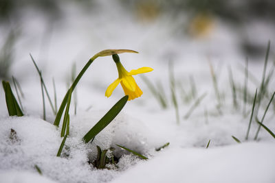 Close-up of snow on field