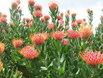 Close-up of red and plants against sky