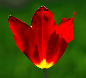 Close-up of red flower