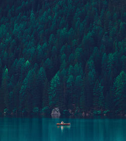 Scenic view of lake by trees in forest