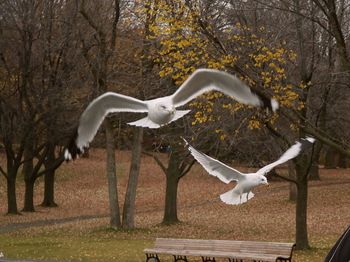 White bird flying over trees