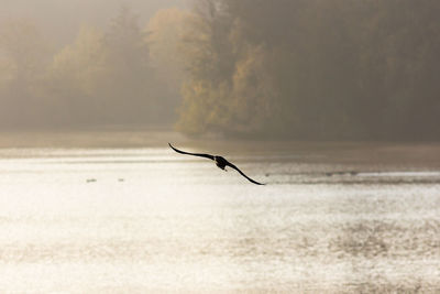 Silhouette bird flying over sea against sky