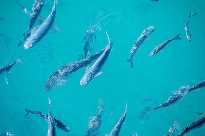 High angle view of fishes swimming in sea