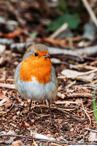 Close-up of bird perching on a field