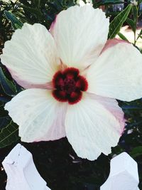 Close-up of white flowering plant