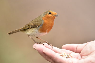 Close-up of hand with small bird