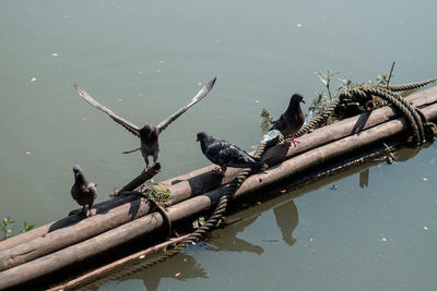 High angle view of birds perching on lake