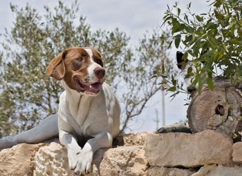 Dog sitting on rock