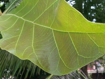 Close-up of green leaves