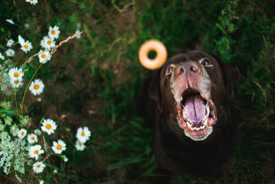 Close-up of a dog