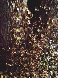 Trees in the forest