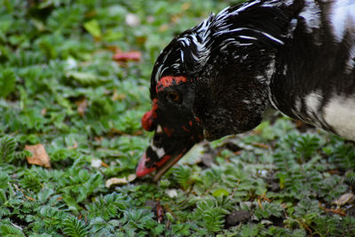 Close-up of a bird eating grass