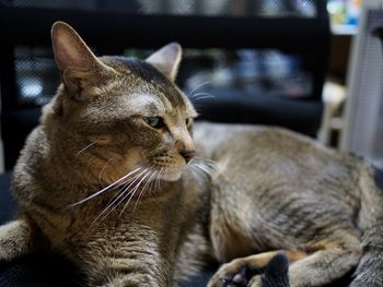 Close-up of cat sleeping