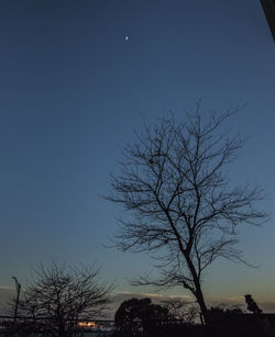 Bare tree against moon at night