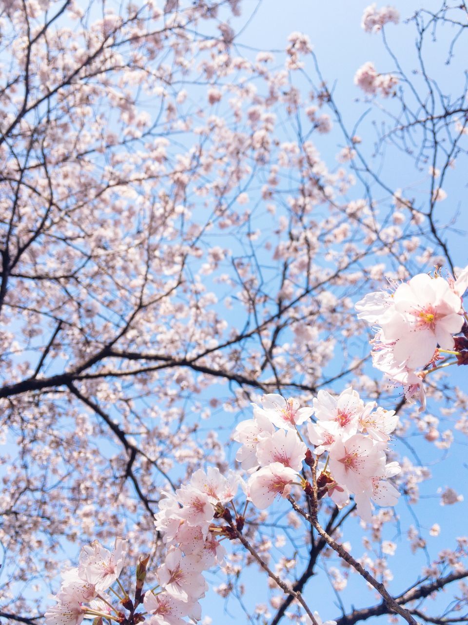 flower, cherry blossom, blossom, tree, beauty in nature, fragility, springtime, branch, cherry tree, pink color, nature, growth, freshness, apple blossom, orchard, petal, almond tree, apple tree, botany, plum blossom, magnolia, low angle view, no people, twig, white color, flower head, blooming, day, sky, pink, outdoors, close-up, stamen, spring, clear sky