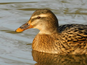 Close-up of duck swimming in lake