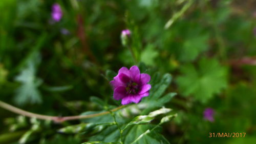Close-up of pink flower blooming outdoors