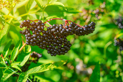 Large bunch of black elderberries. beautiful photo for illustrations. blurred background