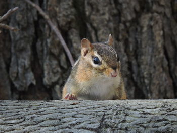 Close-up of rodent on tree trunk