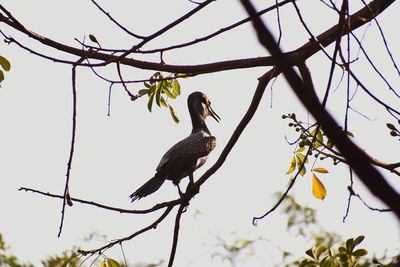 Low angle view of bird perching on tree against sky