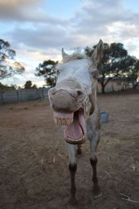 Close-up of horse against sky